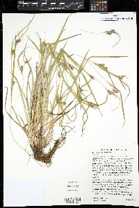 Carex grisea image