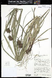 Carex grayi image