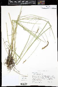 Carex diandra image