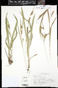 Carex flaccosperma image