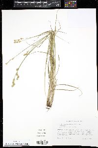 Carex festucacea image