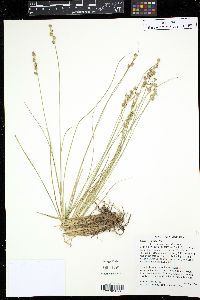 Carex echinata image