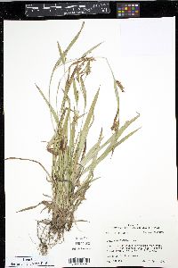 Carex flaccosperma image