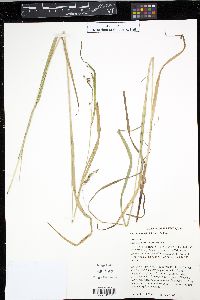 Carex davisii image