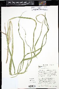 Carex emoryi image