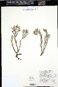 Lithospermum canescens image