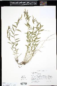 Polygala senega image