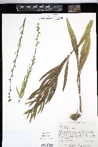 Liatris aspera image