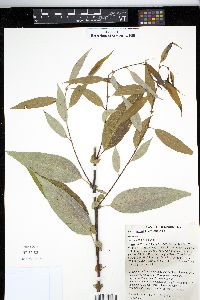 Salix amygdaloides image