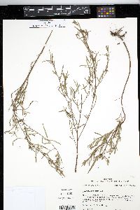 Ludwigia linearis image