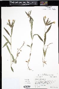 Lysimachia lanceolata image