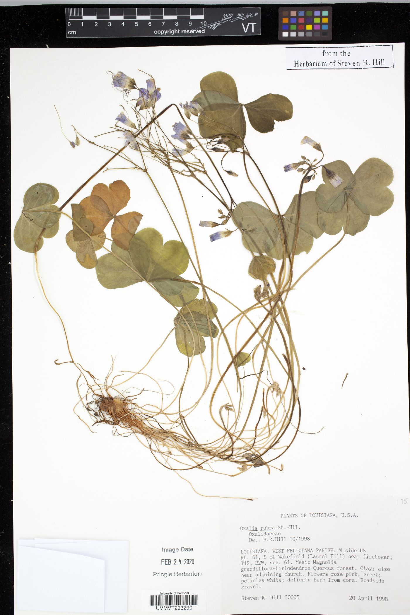 Oxalis rubra image