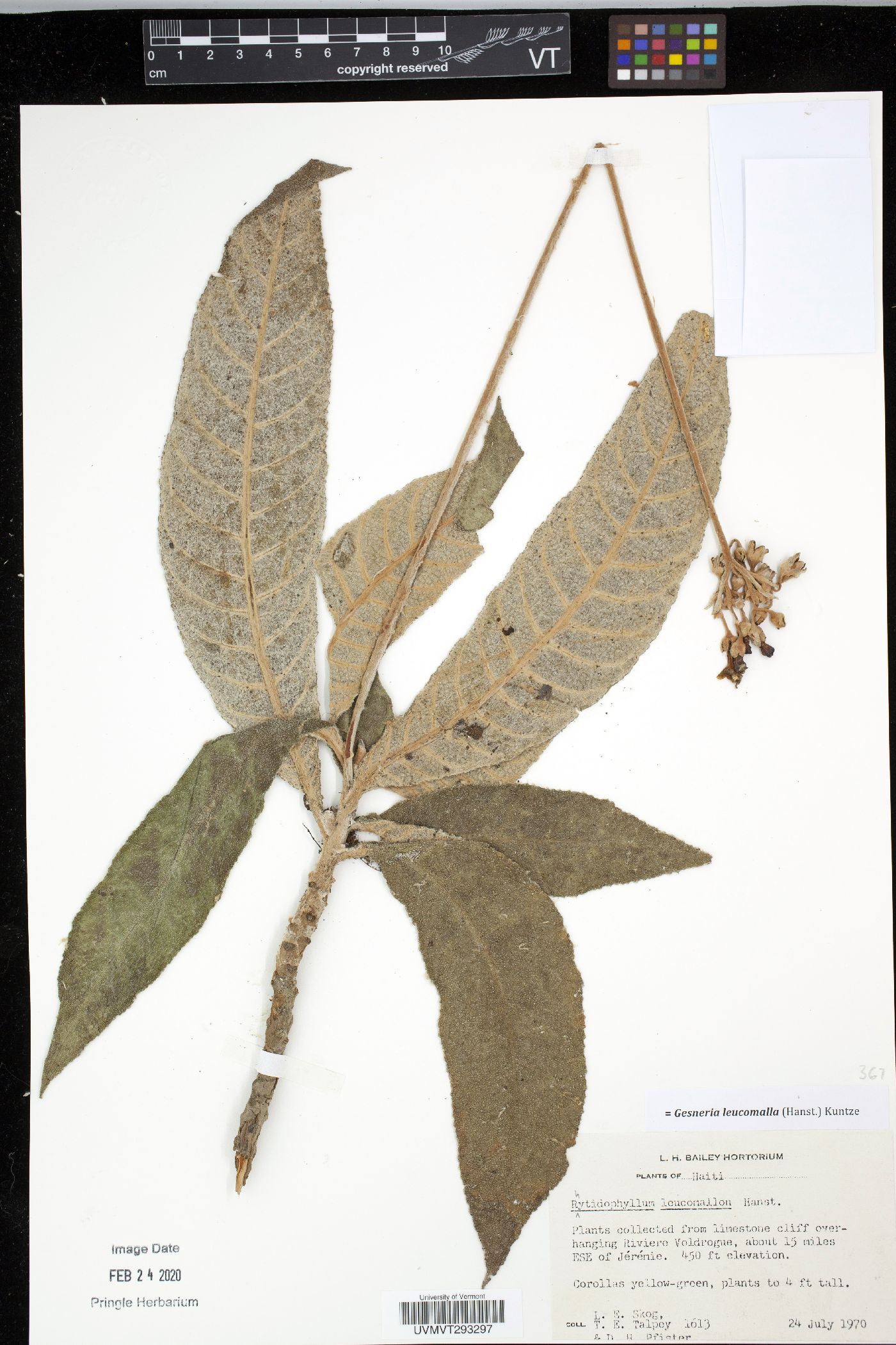 Rhytidophyllum leucomallon image