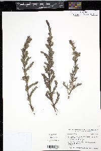 Stemodia maritima image