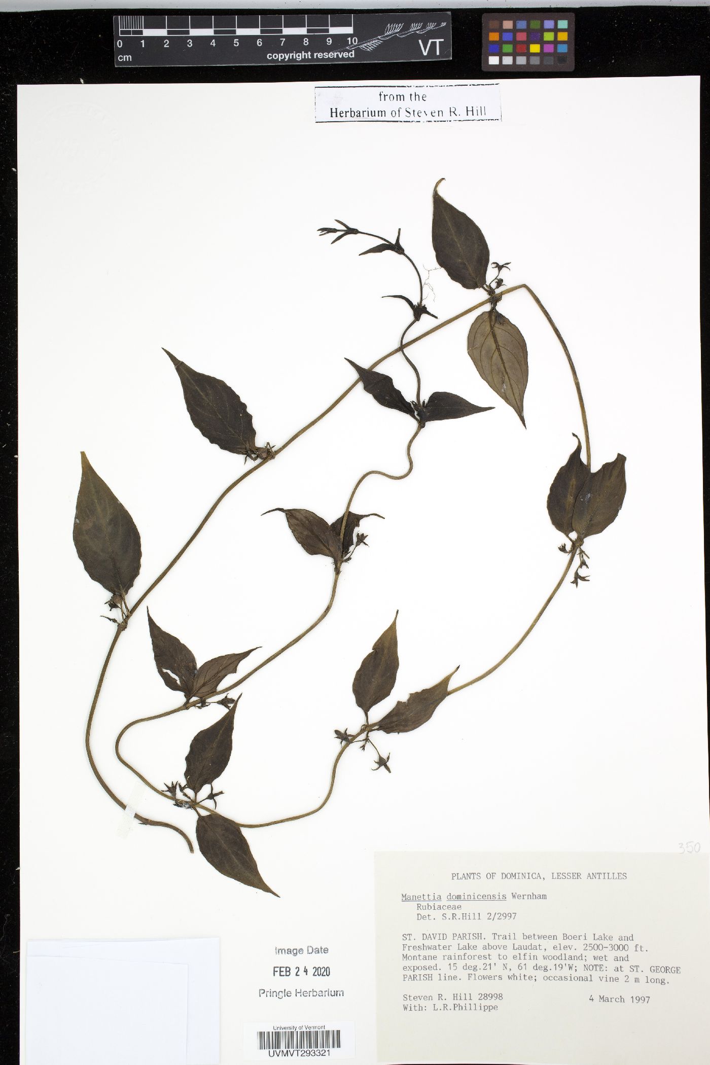 Manettia dominicensis image