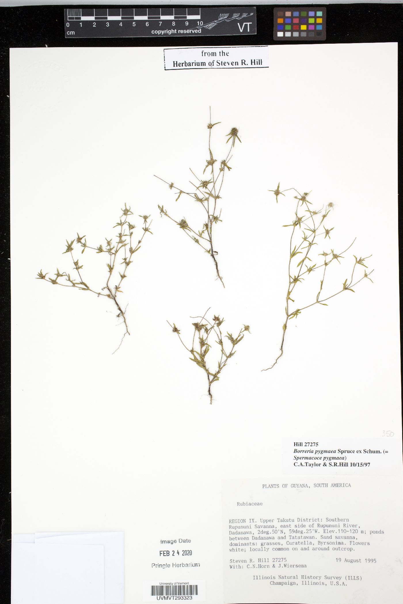 Spermacoce spruceana image