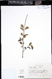 Peperomia myrtifolia image