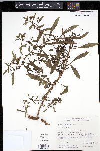 Ludwigia leptocarpa image