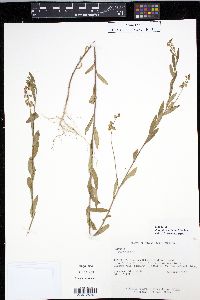 Image of Asemeia martiana