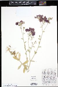 Phlox drummondii image