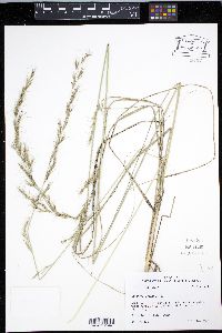 Aristida virgata image