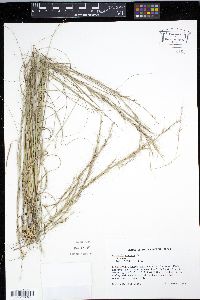 Aristida virgata image