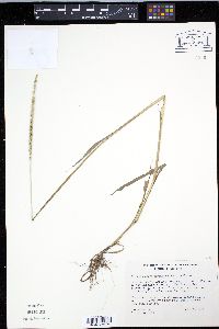 Anthephora hermaphrodita image