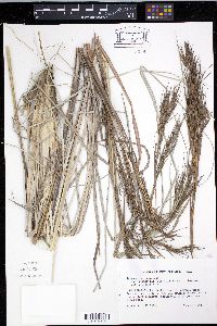 Andropogon virginicus var. glaucopsis image