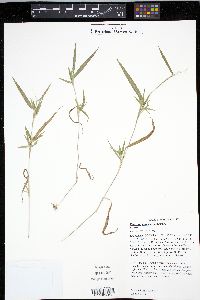 Dichanthelium acuminatum subsp. implicatum image