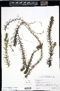 Hydrilla verticillata image