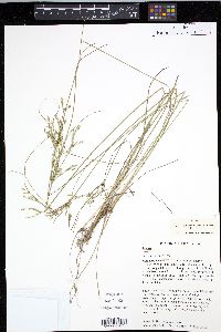 Juncus anthelatus image