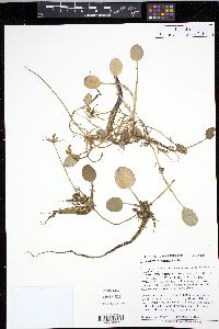 Hydrocharis morsus-ranae image