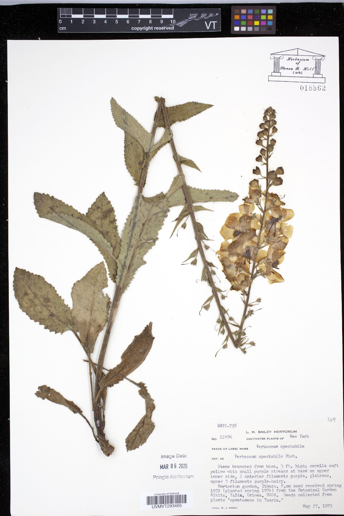 Verbascum spectabile image