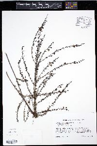 Seymeria cassioides image