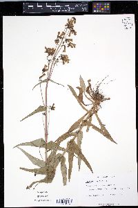 Penstemon tenuis image