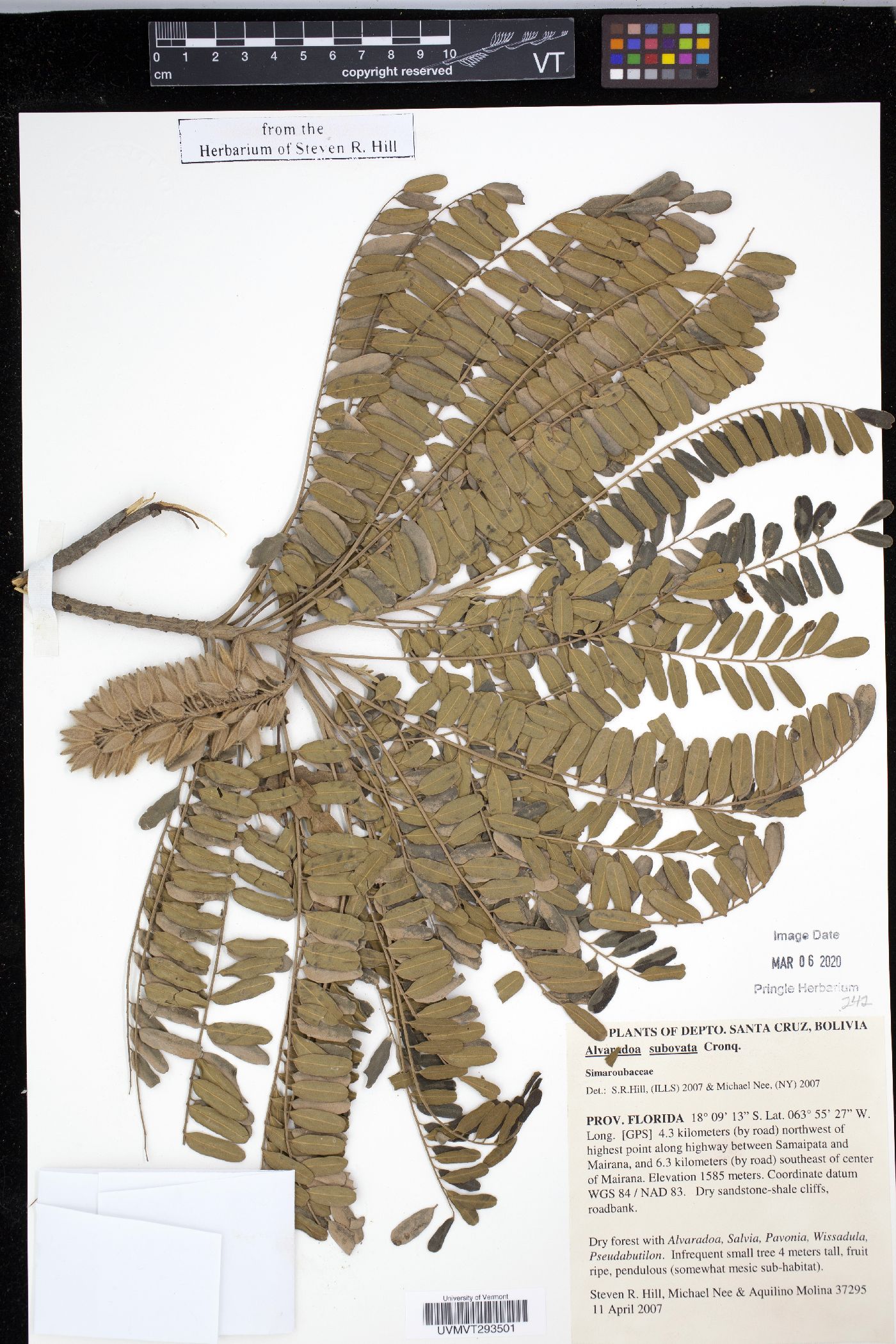 Alvaradoa subovata image