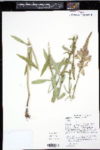 Physostegia virginiana image