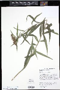 Vernonia fasciculata image
