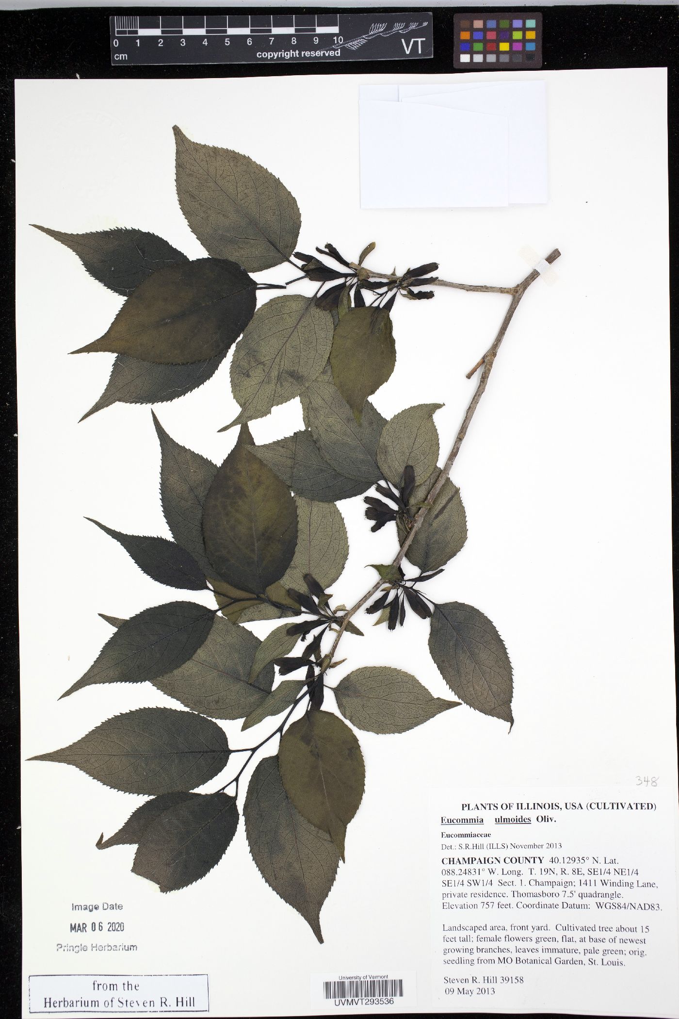 Eucommia image