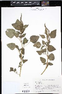 Amaranthus viridis image