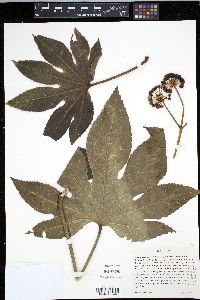 Fatsia japonica image