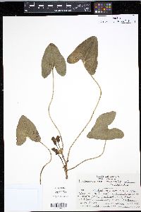 Hexastylis arifolia image