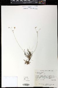 Phemeranthus parviflorus image