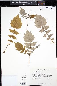 Stylophorum lasiocarpum image