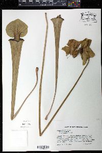 Sarracenia flava image