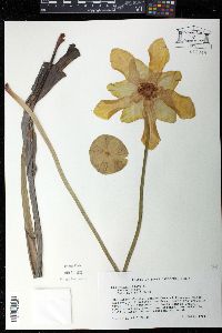 Sarracenia flava image