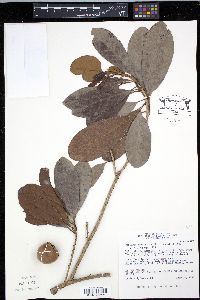 Pouteria multiflora image