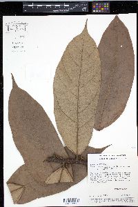 Theobroma speciosum image