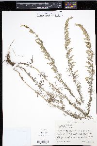 Artemisia carruthii image
