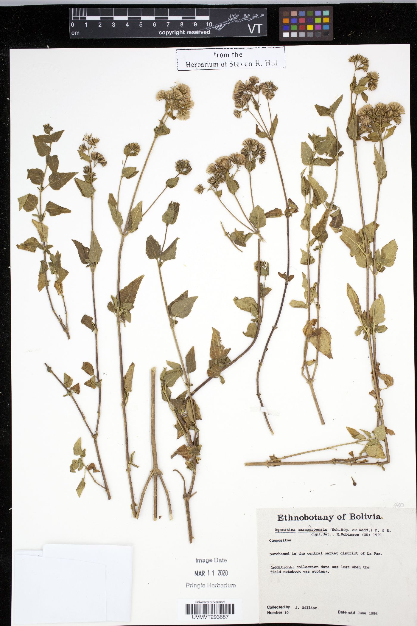 Ageratina glechonophylla image